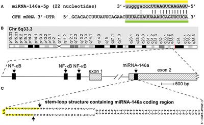 microRNA-146a Signaling in Alzheimer's Disease (AD) and Prion Disease (PrD)